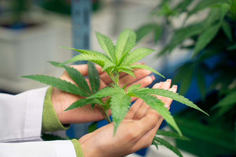 Close-up of a hand holding a cannabis plant.