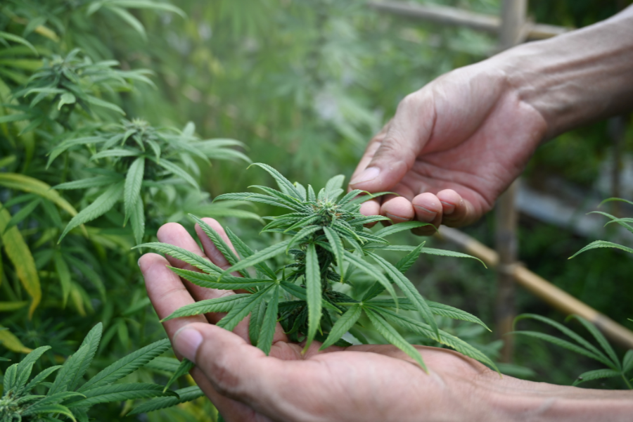 Person trimming a cannabis plant with scissors.